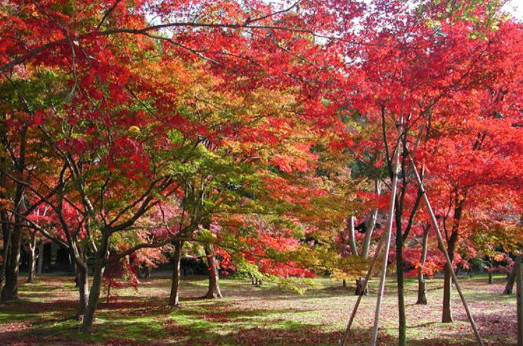 岡山後楽園