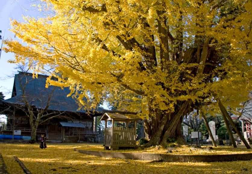 西連寺